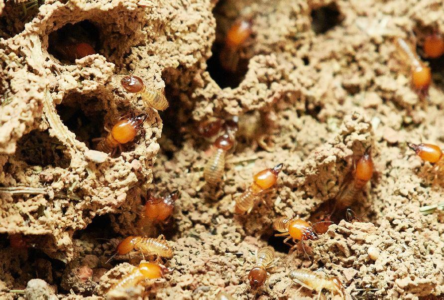 diagnostic termites avant travaux